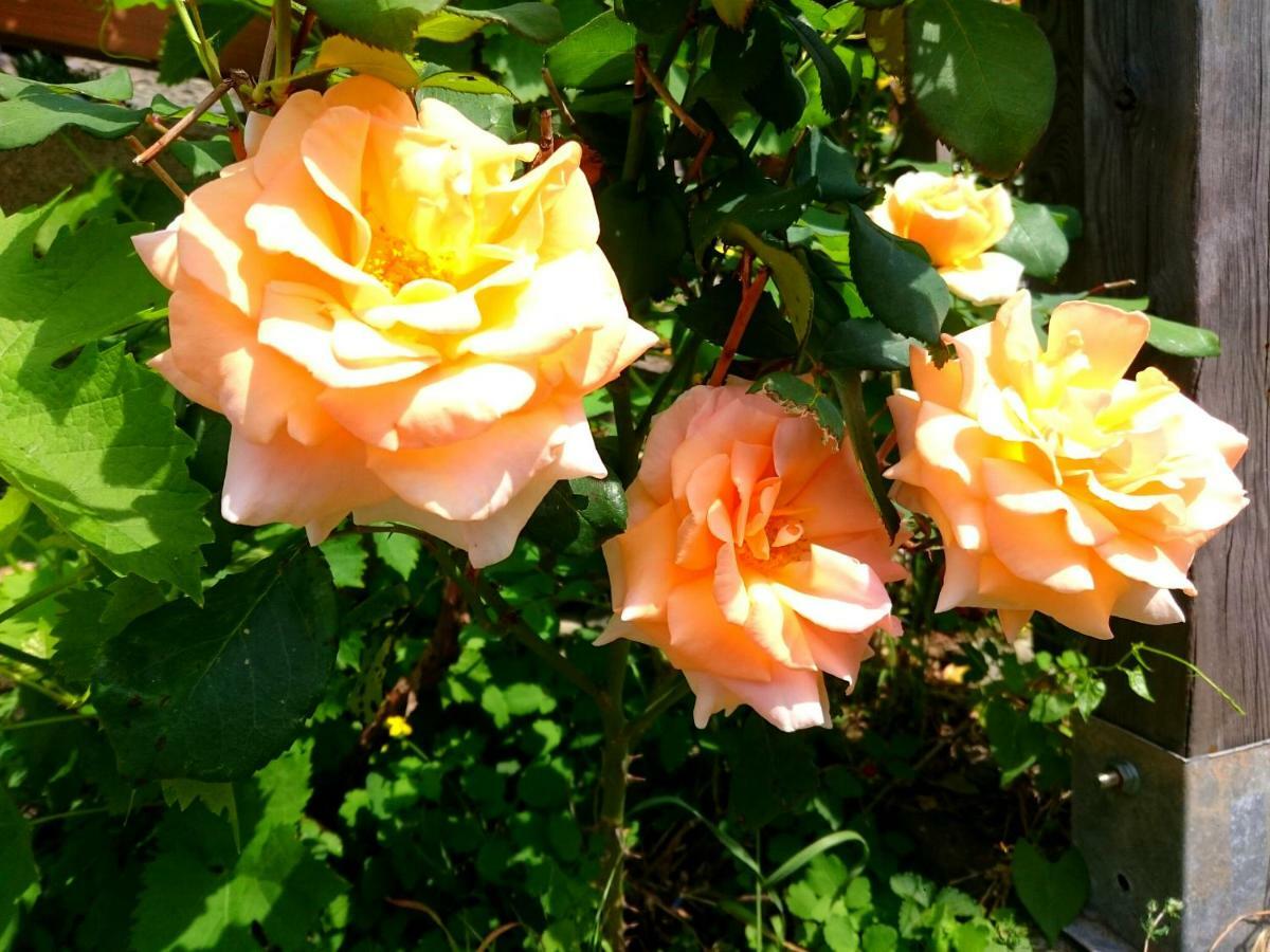 Casa Delle Rose Villa Teglio Buitenkant foto